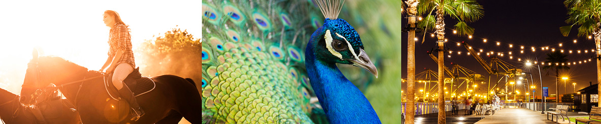 3 images.  First woman in a saddle riding a horse.  Second closeup photo of a peacock. Third is the San Pedro ports o call area with Los Angeles Harbor in the background.