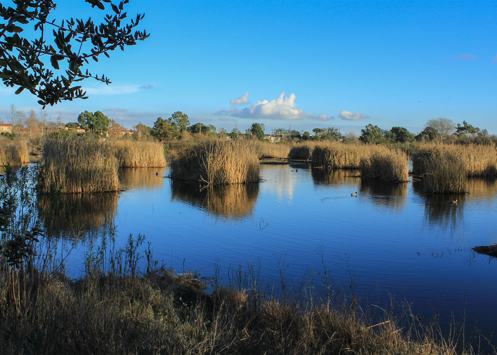 Marsh wet lands in Torrance. 